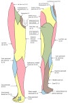 Inferior cluneal nerves