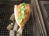 Okhotsk atka mackerel