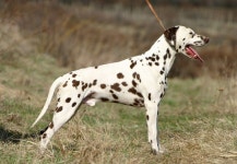 Talk:Dalmatian dog