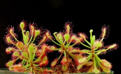 List of carnivorous plants