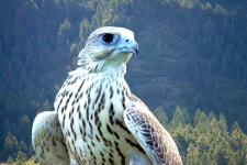 Gyrfalcon
