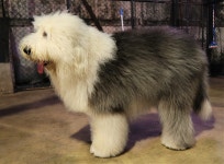 Sheep dog