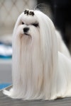 Maltese dog