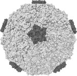 Common cold