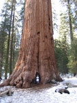 Sequoiadendron giganteum