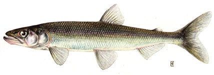 List of fishes of Colorado
