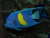 Pomacanthus