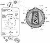 Structural Biochemistry/Carbohydrates/Virus