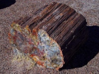 Fossil