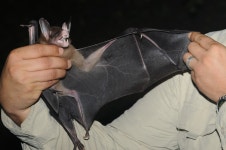 Spectral bat
