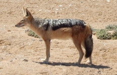 Wikipedia:WikiJackal