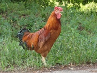 Poltava (chicken)