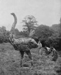 List of cryptids