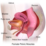 Pelvic floor
