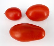 플럼토마토