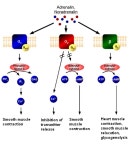 Alpha-2 adrenergic receptor