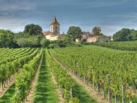 Bordeaux wine