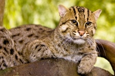 List of mammals of Cambodia