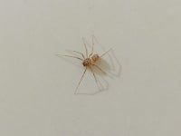 Scytodes univittata