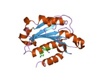 Integrin alpha L