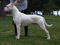 Mastiff