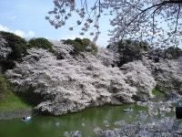 サクラ
