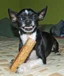 Dog communication