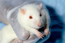 Laboratory rat
