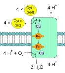 산화적 인산화 - Wikiwand