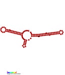 File:Pxr.png - Wikiwand Wikiwand - File:Pxr.png