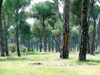 우산소나무 - Wikiwand