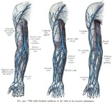 basilic vein 뜻 - 영어 사전 | basilic vein 의미 해석
