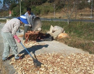 고구마 - Wikiwand Wikiwand - 고구마