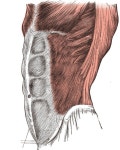 File:Gray392-2.jpg - Wikiwand Wikiwand - File:Gray392-2.jpg