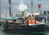 Tiger - Wikidata Tiger