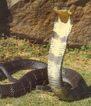 List of largest snakes