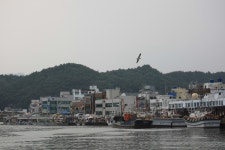 강구항