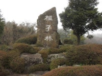 제주 평대리 비자나무 숲
