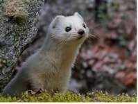 (마감) 1~70랩 버스갑니다 - 디아블로3 인벤 하드코어 - 디아블로3 인벤 (마감) 1~70랩 버스갑니다