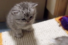 리그오브레전드 인벤 : 난맨날 가렌선픽해서 티모나 케넨같은 시발새끼들나오는데 - LoL 탑 게시판