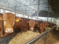 리그오브레전드 인벤 : ??? : 소가 여물을 먹듯이 먹네 - LoL/e스포츠 이야기 게시판 ??? : 소가 여물을 먹듯이 먹네