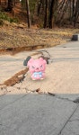 포켓몬 GO 인벤 : 2세대 핑크 불독 블루! - 포켓몬 GO 인벤 포켓몬 자랑 갤러리 2세대 핑크 불독 블루!