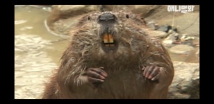 오버워치2 인벤 : 동물농장 보는데 무마 닮음 - 오버워치2 인벤 자유게시판 동물농장 보는데 무마 닮음