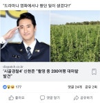 메이플스토리 인벤 : 속보)예능촬영중 실제 대마밭 발견 - 메이플스토리 인벤 자유게시판 (구) 속보)예능촬영중 실제 대마밭 발견