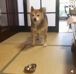 웹진 인벤 : 밥내놔! 시바.gif - 오픈이슈갤러리 밥내놔! 시바.gif