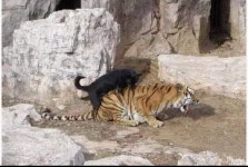 메이플스토리 인벤 : 하룻강아지에게 범이란? - 메이플스토리 인벤 자유게시판 (구) 하룻강아지에게 범이란?