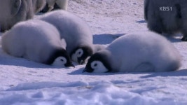 리그오브레전드 인벤 : 기여운 펭귄 - 리그오브레전드 인벤 자유 주제 게시판 기여운 펭귄