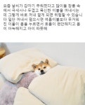메이플스토리 인벤 : 팁)요즘 좀 춥다고 두꺼운 이불 꺼내면 안되는 이유.jpg - 메이플스토리 인벤 자유게시판 (구) 팁)요즘 좀 춥다고 두꺼운... 