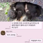 메이플스토리 인벤 : 강아지 배꼽 와랄랄라 하고 싶다.jpg - 메이플스토리 인벤 자유게시판 (구) 강아지 배꼽 와랄랄라 하고 싶다.jpg