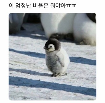 안구정화 동물 짤 